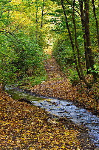 autumn forest stream walk poland f32 lightzone