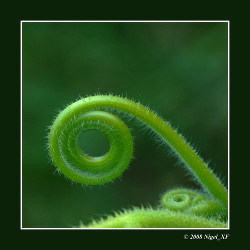 green nature garden spiral nikon poetry natur d70s nikond70s tendril harmony sensational grün nigel garten spirale colorphotoaward aplusphoto ilovemypics nigelxf