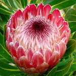 Protea 'Pink Ice' #1 | Flickr - Photo Sharing!