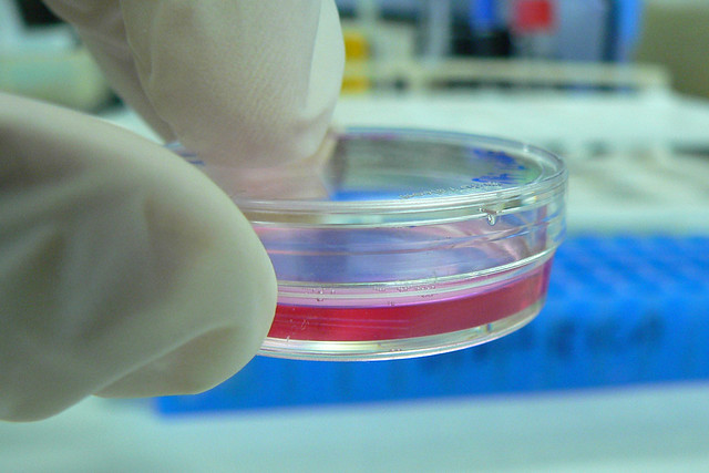 cell petri dish colorimetric assay
