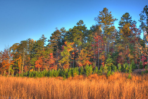 red fall leaves yellow dead nc foliage end sreet hdr waxhaw ghholt