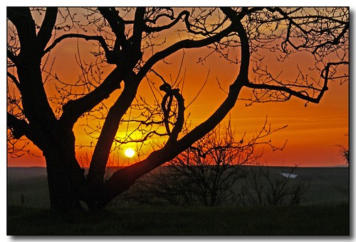 sunset tree spring moscow branches idaho palouse abigfave aplusphoto