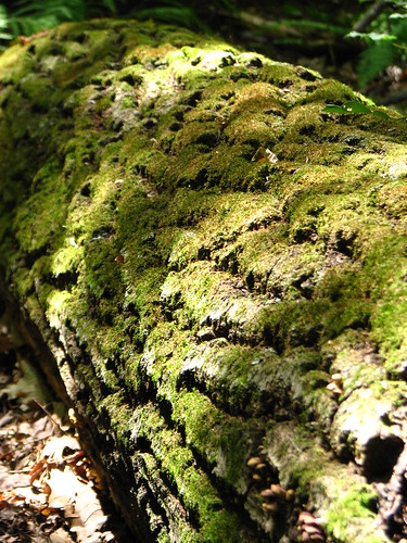 moss connecticut trunk windsor northwestpark