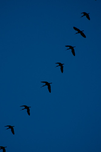 bird birds geese texas flight bluesky goose line lookup migration sillhouette nada k10d coreyleopold