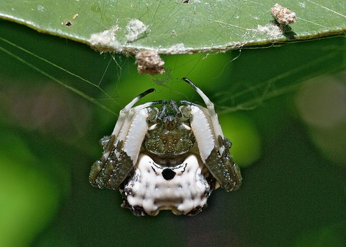 female spider arachnid moth australia best perth westernaustralia blueribbonwinner araneidae abigfave swanview excapturemacro celaeniaexcavata