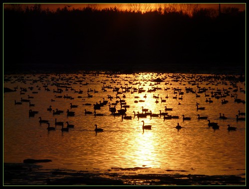 sunset lake ontario canada birds lago geese tramonto goose uccelli waterloo reflexions