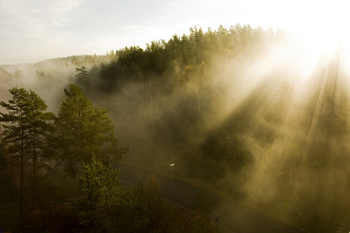 morning sunlight mist fog forest sunrise dew sunrays uddevalla tureborg