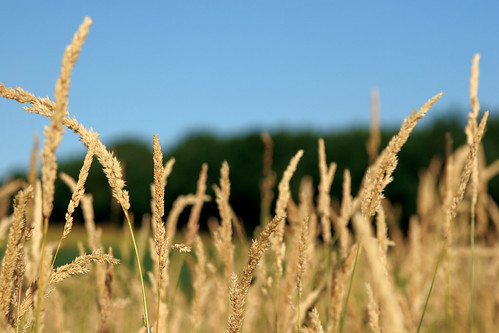 trees sky field golden wheat grain