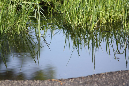 reflection water grass geotagged puddle nc lincolnton lincolncounty geo:lat=35473091 geo:lon=81249775 ncpedia