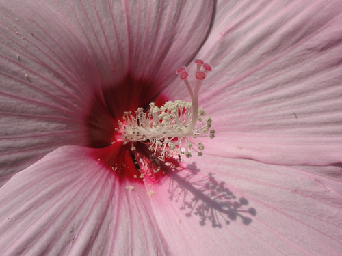 Hibiscus cv. / アメリカフヨウ