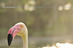 A flamingo at Ritz Hotel, Bahrain