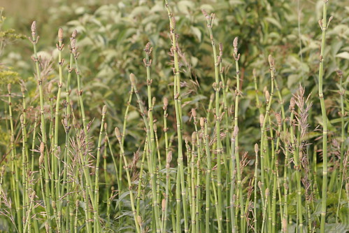 grass canoneos20d amana otherbirds