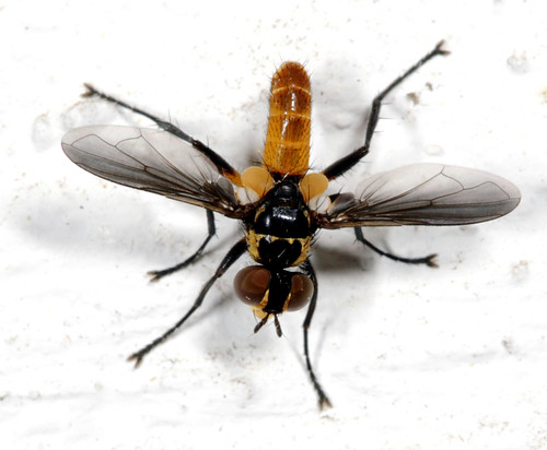 insect tennessee diptera tachinidae canonef100mmf28macrousm phasiinae fridayflyday bugguideswarm2008 xanthomelanodes xanthomelanodesatripennis
