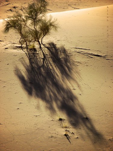 sunset shadow persian sand alone desert iran persia solo lonely iranian ایران esfahan isfahan اصفهان درخت ایرانی aliehs alieh ایرانیان پرشیا کویر عالیه اصفهانی سعادتپور iranmapcom