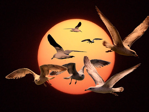 sun seagulls photoshop surreal fantasy montage