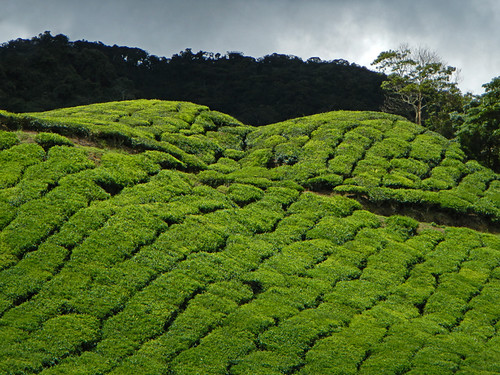 Cameron Highlands Tea Plantation