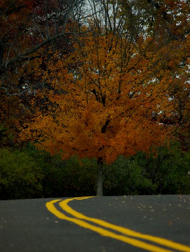 autumn trees tree landscapes fallcolors stlouis missouri scenics beetreepark lowpersepective