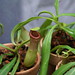 Photo: Nepenthes (unspecified)