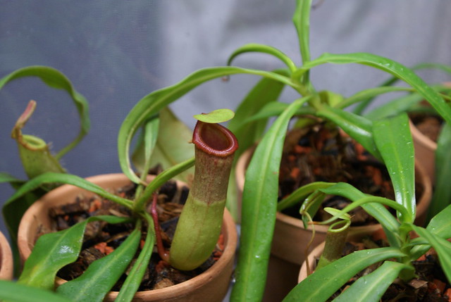 Photo: Nepenthes (unspecified)