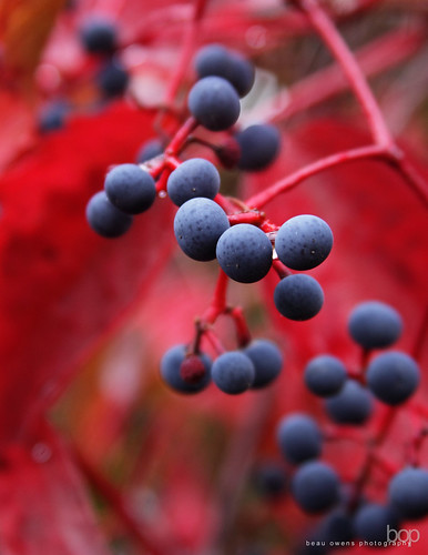 plant color fall leaves oregon photography berries vine eugene grapes coloursplosion gemsofnature beauowens