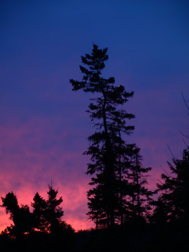 trees canada eh sunrise newbrunswick spruce saintjohn rothesay nbphoto