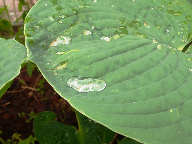 Water drops on Hosta leaf