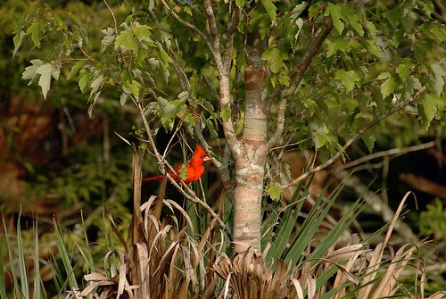 red tree bird nature animal cardinal perch ocalanationalforest silverriver silverriverstatepark