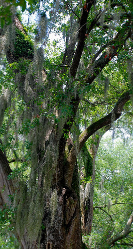 tree moss oak southcarolina spanishmoss oaktree summerville summershade summervillesouthcarolina