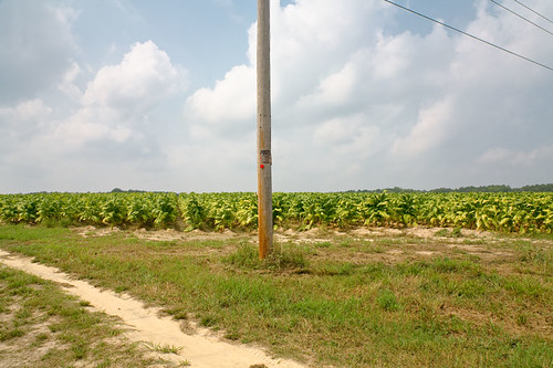 landscape northcarolina tobacco