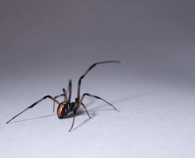 What Is A Male Black Widow Called