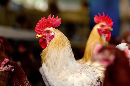 chicken egg eggs rooster hen organiceggs freerangeeggs busybeemarket artizone busybsmarket productionredlayers