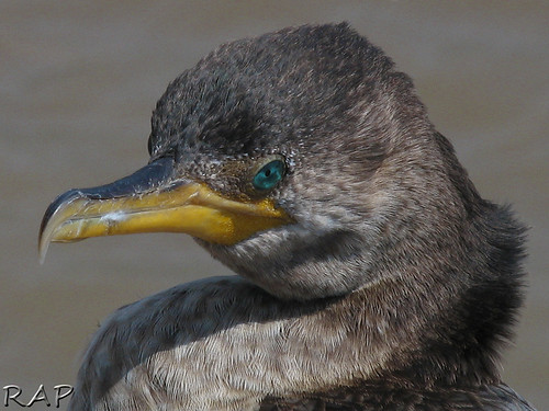 naturaleza bird nature argentina animal closeup buenosaires wildlife waterbird ave cormorant cormoran caba phalacrocorax bigua flickrsbest aplusphoto ysplix