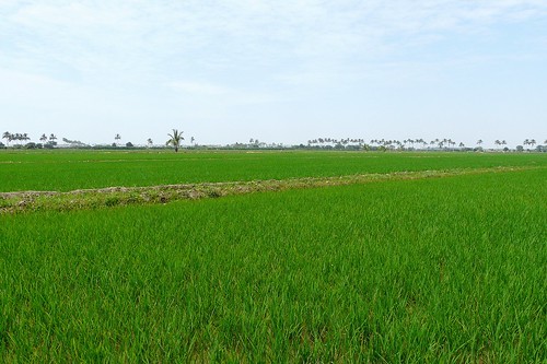 verde peru nature arroz piura sullana siembras