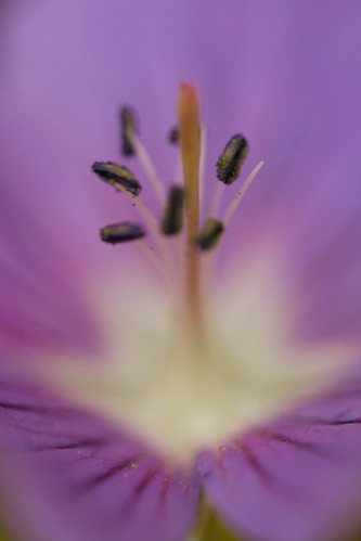 ireland dublin flower macro canon garden purple tuesday rebelxti janepackard