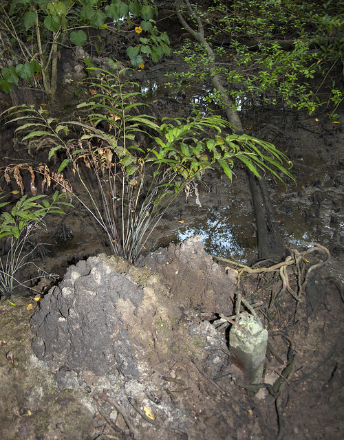 Piaya lasa (Acrostichum speciosum) growing on Mud lobster mound (Thalassina sp.)