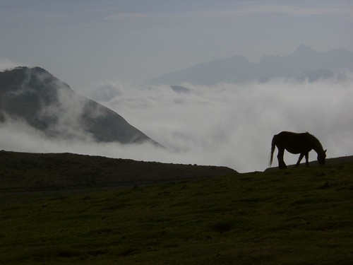horse mountains pony pyrenees cloudhorseofpyrenees