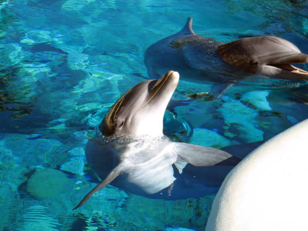 dolphin world las vegas