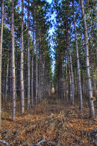 tree pine wisconsin logging crop plantation schaumburg hdr wautoma