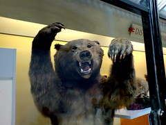 Angry bear is angry
