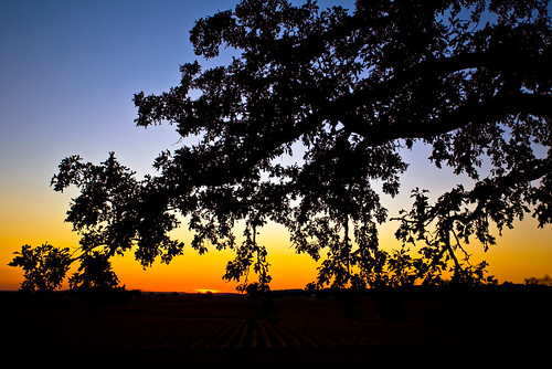 sunset sky tree nature leaves silhouette wisconsin rural canon leaf oak october midwest branch dusk horizon 5d 40mm 2008 f4 canonef1740mmf4lusm canoneos5d aplusphoto jazzmanzem lorenzemlicka