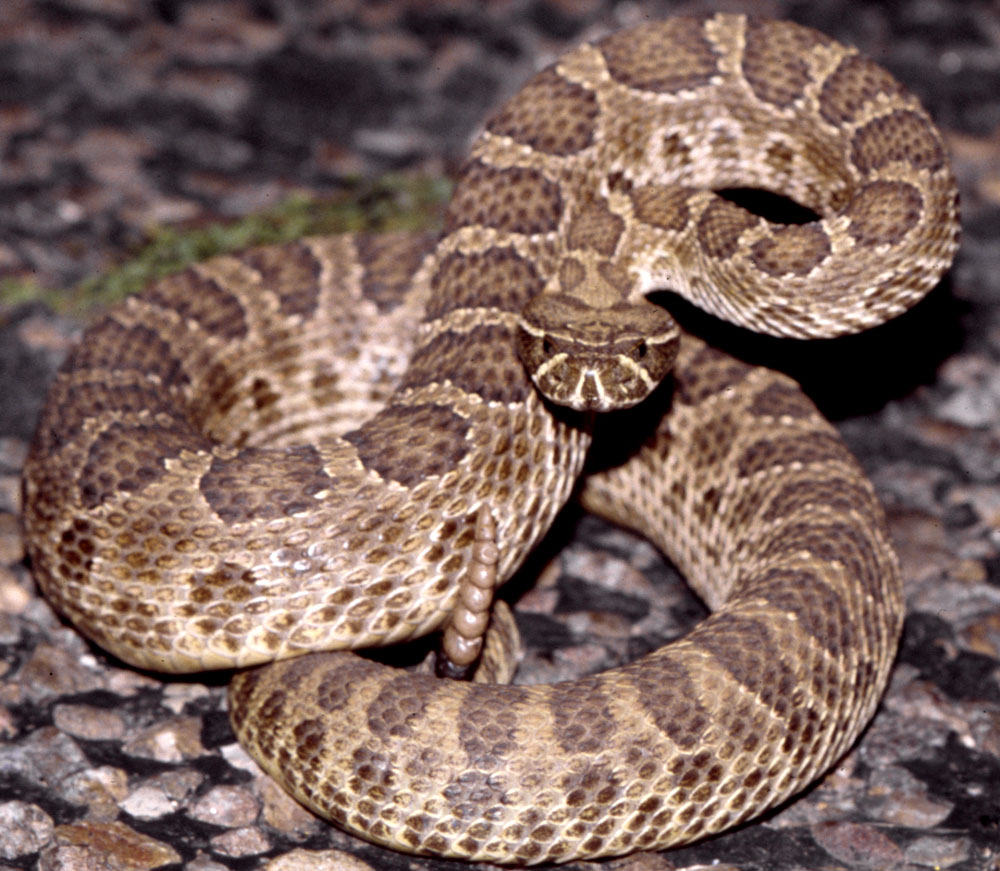 List 102+ Images pictures of rattlesnakes in texas Completed