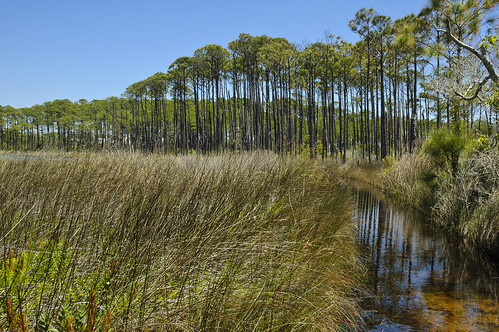 florida pines marsh walton graytonbeach highway30a