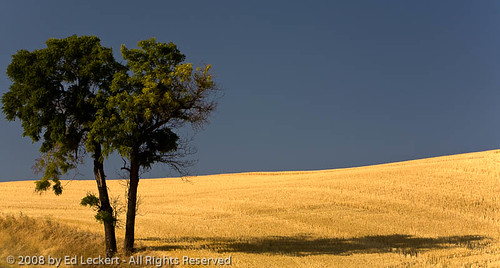 summer sky plant color tree nature beauty field horizontal outdoors photography washington day unitedstates nopeople pullman pacificnorthwest northamerica scenics clearsky whitmancounty madson canoneos5d beautyinnature cultivatedland thepalouse