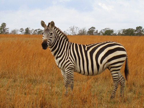 zebra globalwildlife