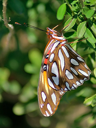nature butterfly texas wildlife lepidoptera gulffritillary