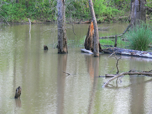 blues muddywater swamp bog slough wadefromoklahoma wadeharris