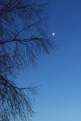 morning blue autumn winter sky moon cold tree fall nature silhouette finland nikon atmosphere frosty freeze 1755 d80 jotuma