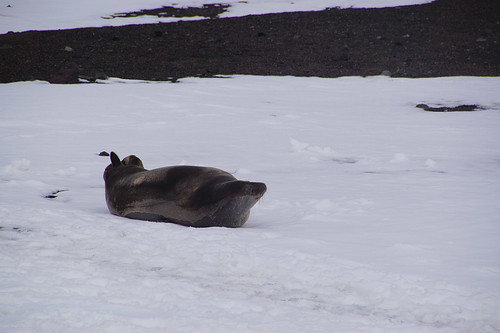 348 Deception Island - Whalers Bay Weddell zeehond