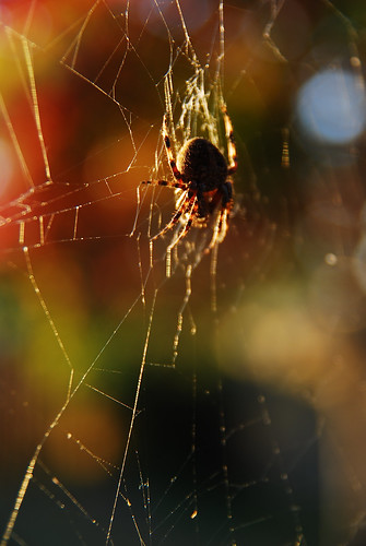 sunset spider nikon dusk web d80 tamron1750
