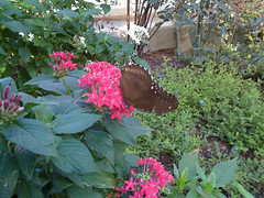 Butterfly At Callaway Gardens Uploaded With Darkslide Flickr
